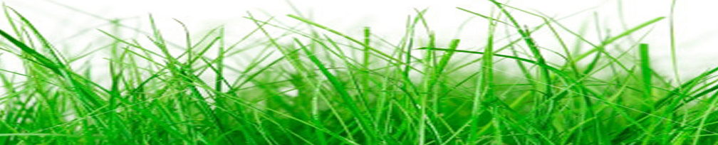 Elite Fleet Lawn Care